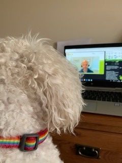 Photograph of a computer monitor showing the AFCP Quarterly Technical Meeting on screen, with a small white dog watching in the foreground. 